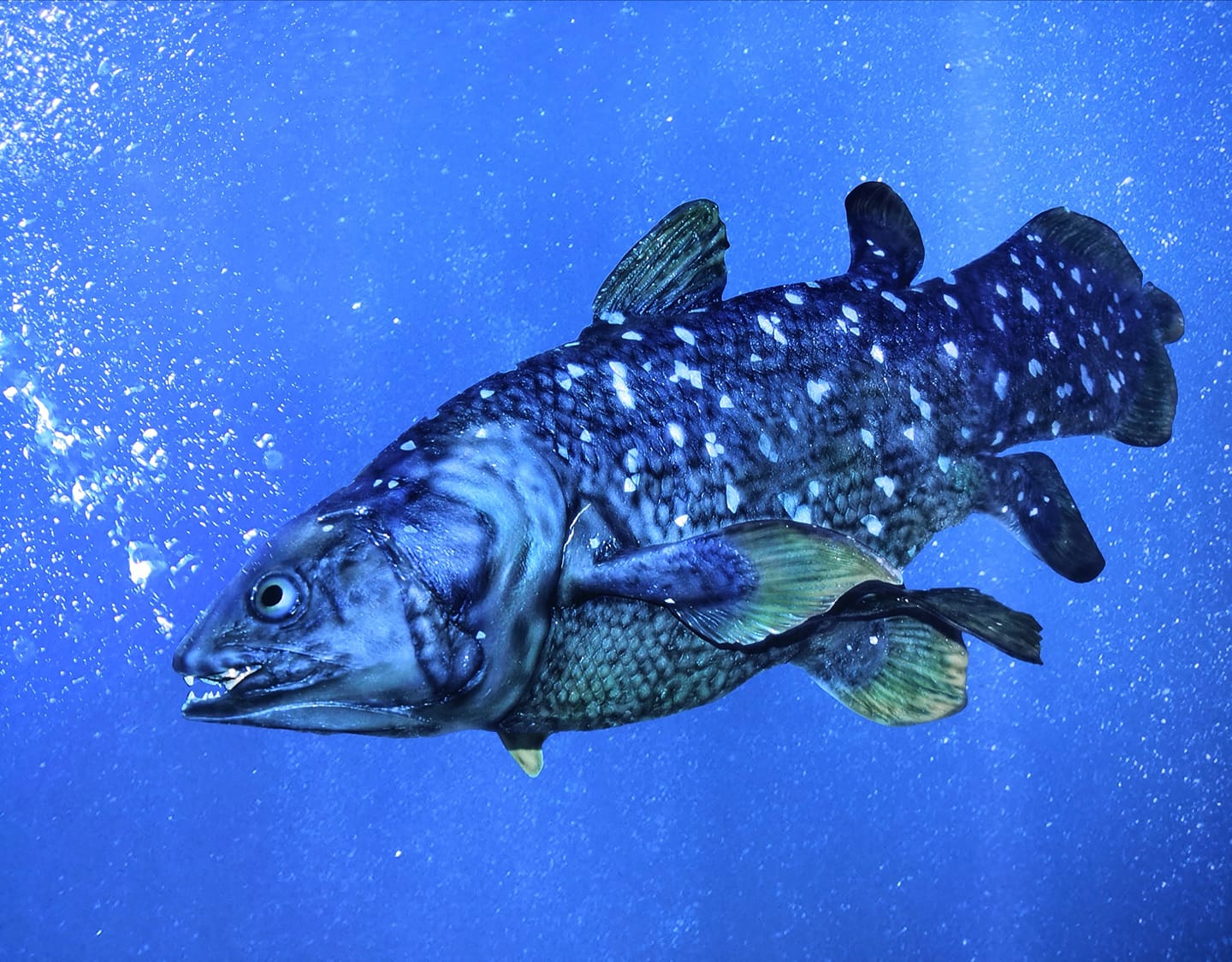 A Fish in the Tree